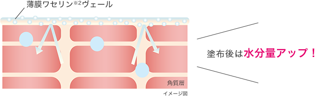 塗布後は水分量アップ！